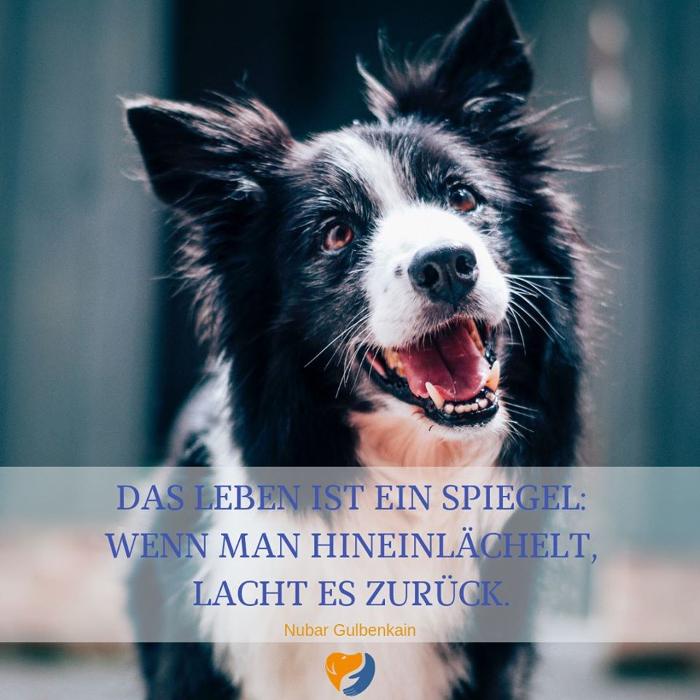 Tierarzt Wien West, Hauptstraße in Wien