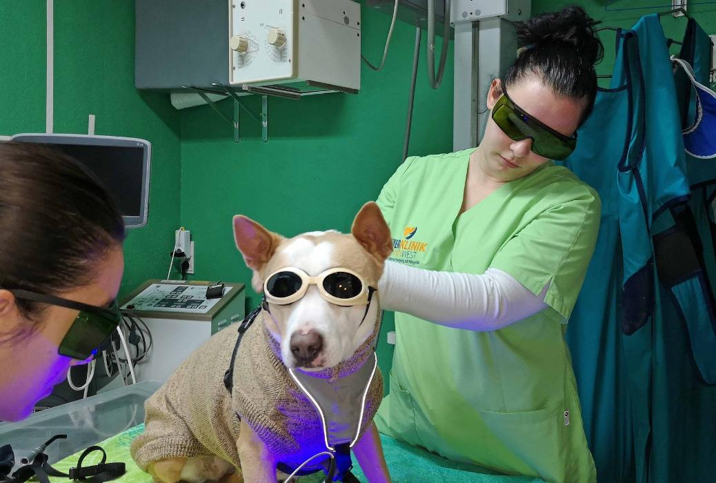 Tierarzt Wien West, Hauptstraße in Wien