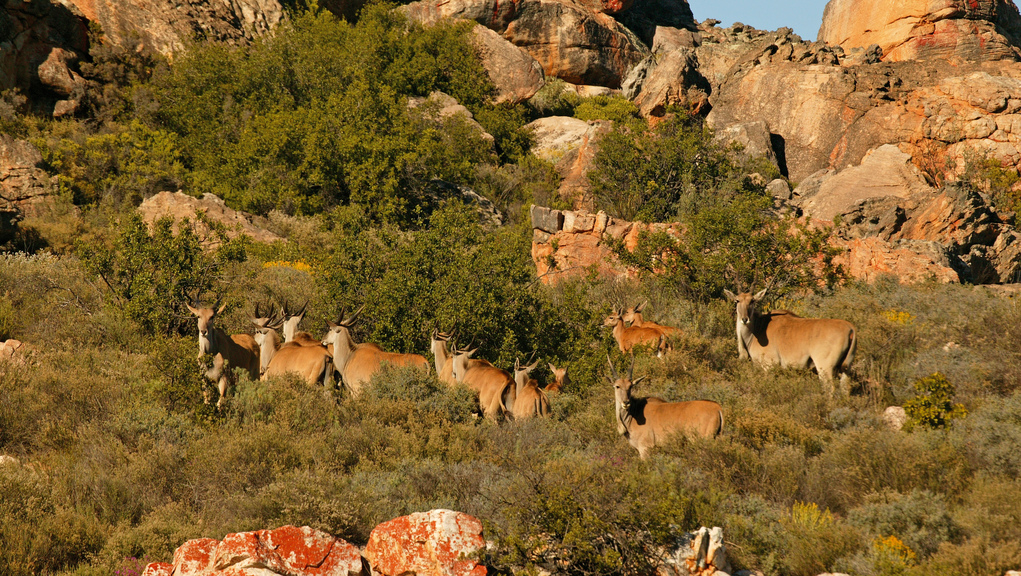 Foto de Bushmans Kloof Wilderness Reserve and Wellness Retreat Clanwilliam