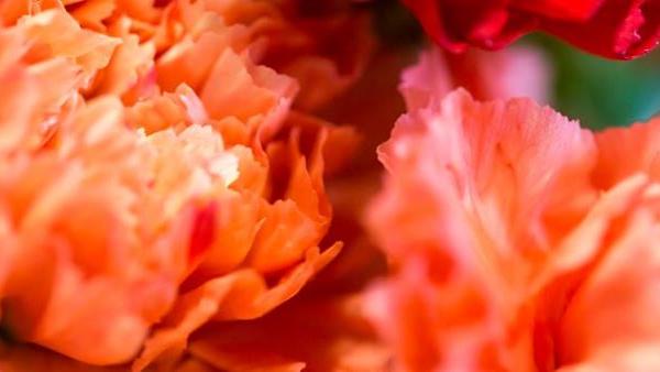 Schallert Blumen, Schillerstraße in Bludenz