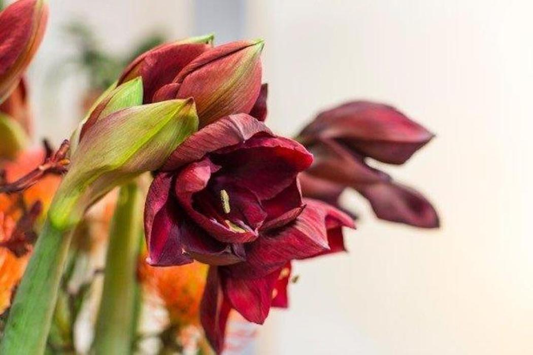 Schallert Blumen, Schillerstraße in Bludenz