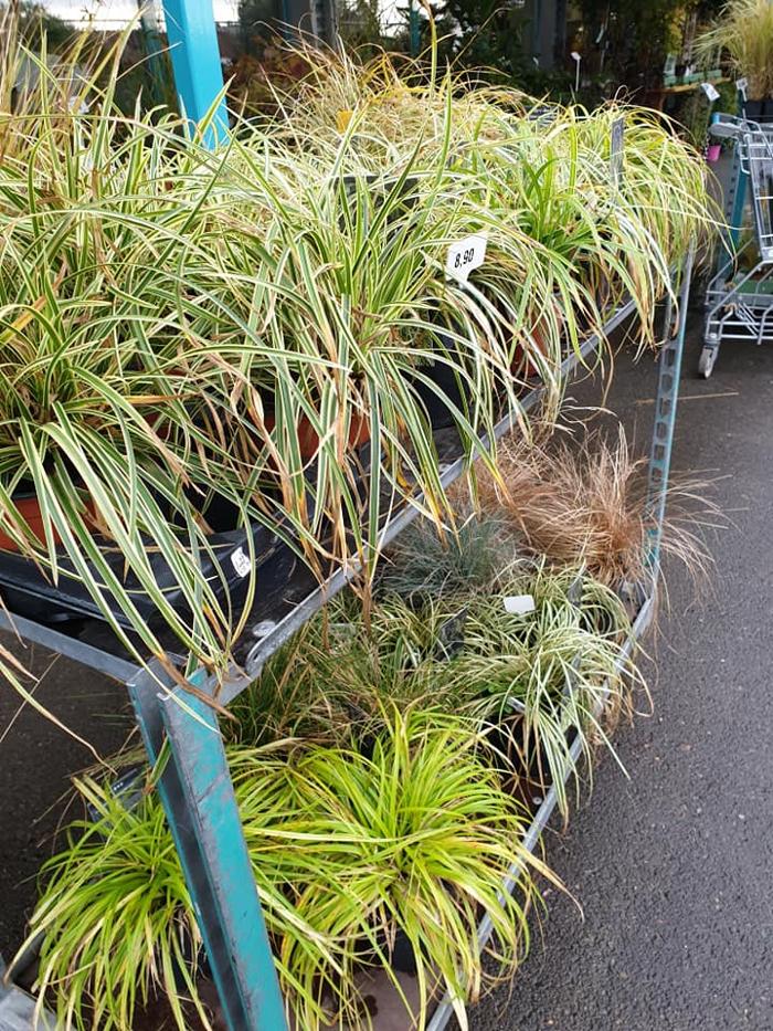 Blumen 2000, Wiener Neustädter Straße in Ebenfurth