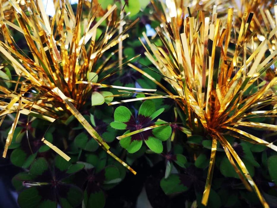 Blumen 2000, Wiener Neustädter Straße in Ebenfurth