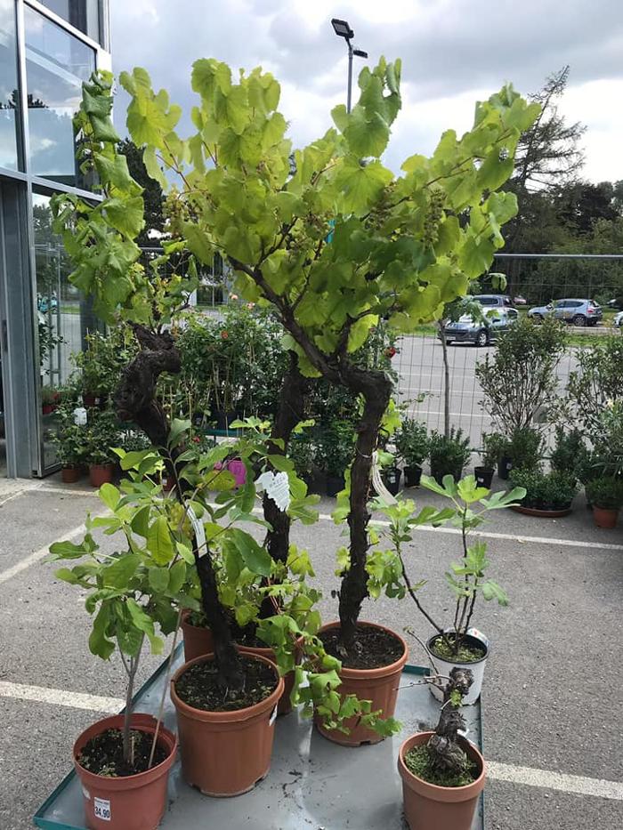 Blumen 2000, Rusterstraße in Eisenstadt