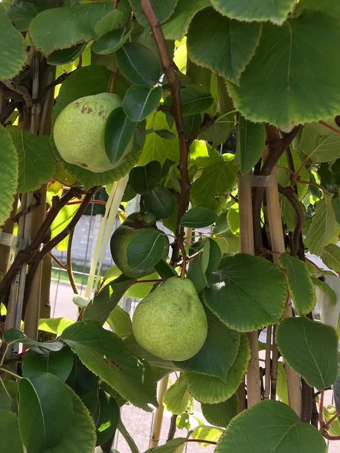 Blumen 2000, Rusterstraße in Eisenstadt