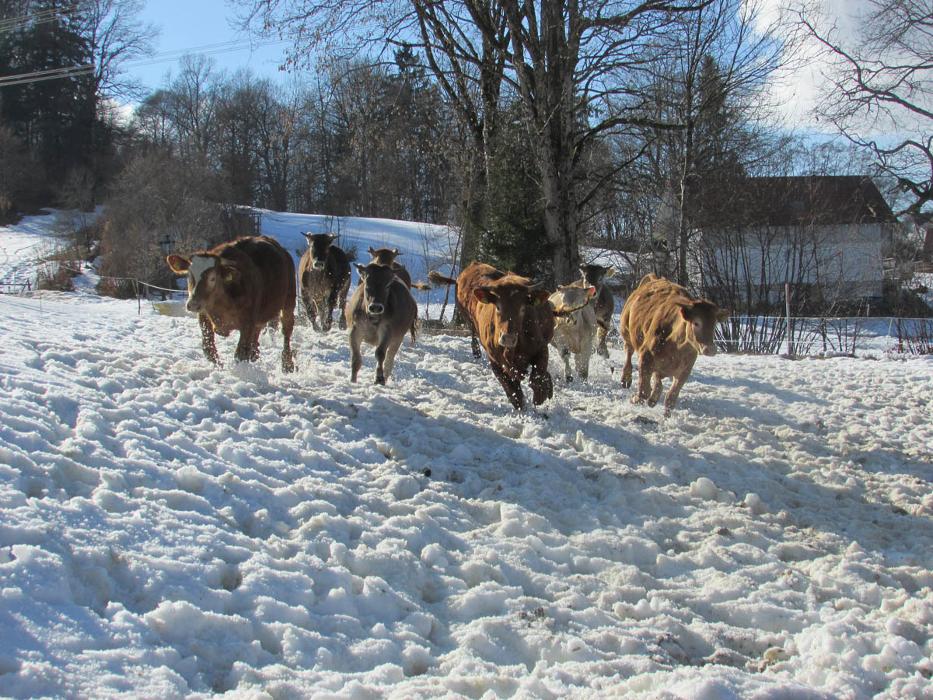 Martinshof, Risar in Buch