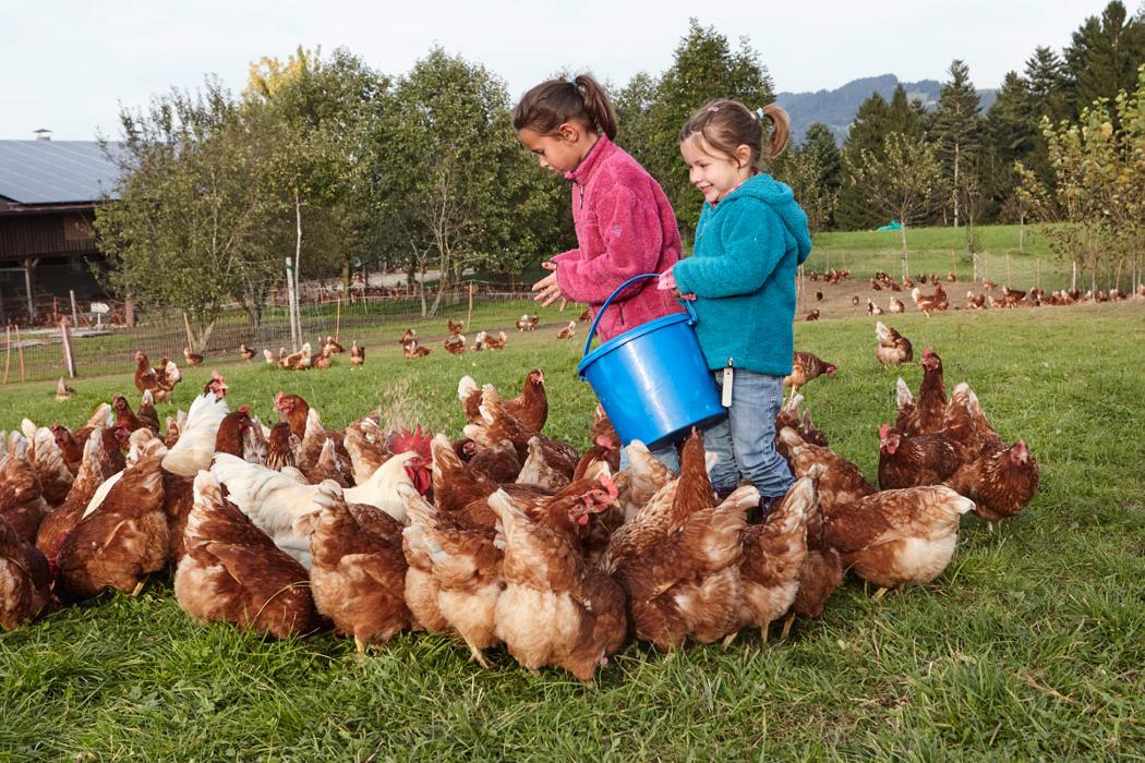 Martinshof, Risar in Buch