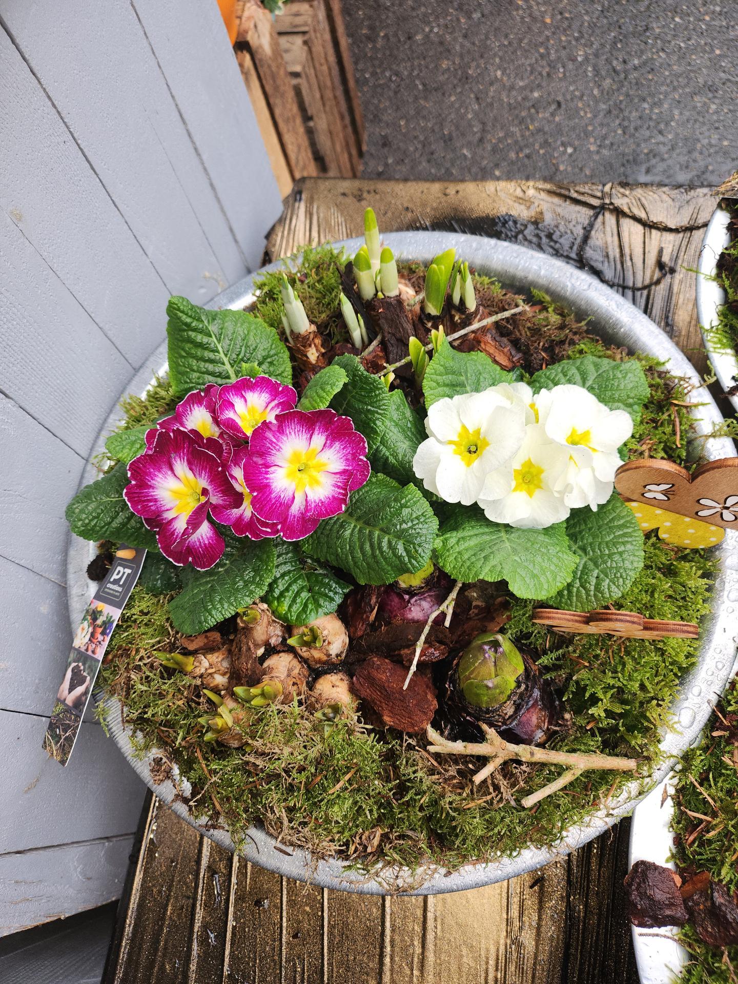 Au Jardin De Cecilia dessinateur (divers)