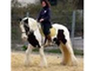 Le Bois D'ambre centre équestre, équitation