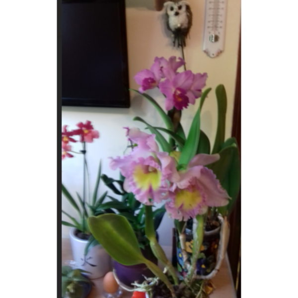 Ange Colombier Autres services