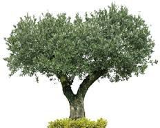 Pompes Funèbres Alpilles