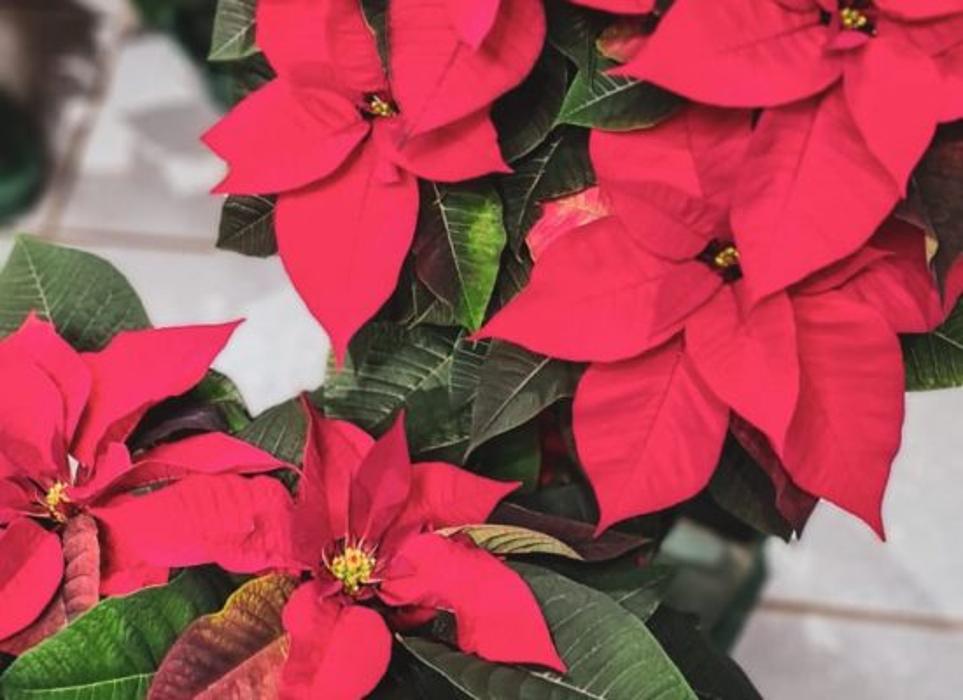 Floristik Preiner, Erlat in Frankenburg am Hausruck