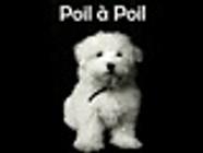 Poil A Poil toilettage de chien et chat