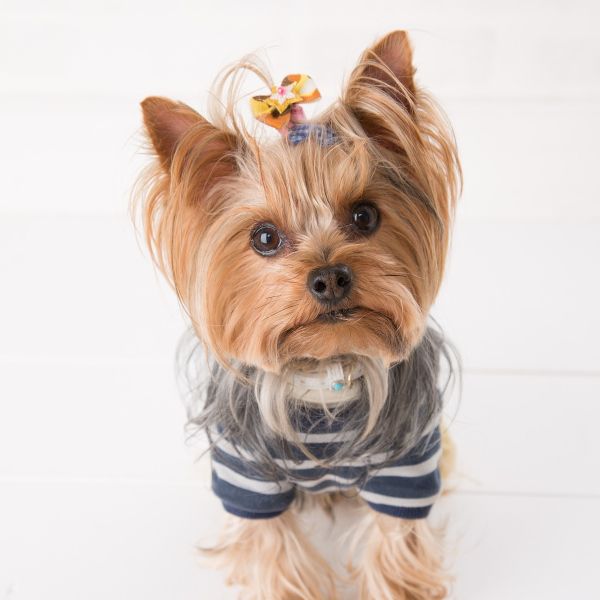 Cani Star