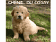 Chenil Du Cossy