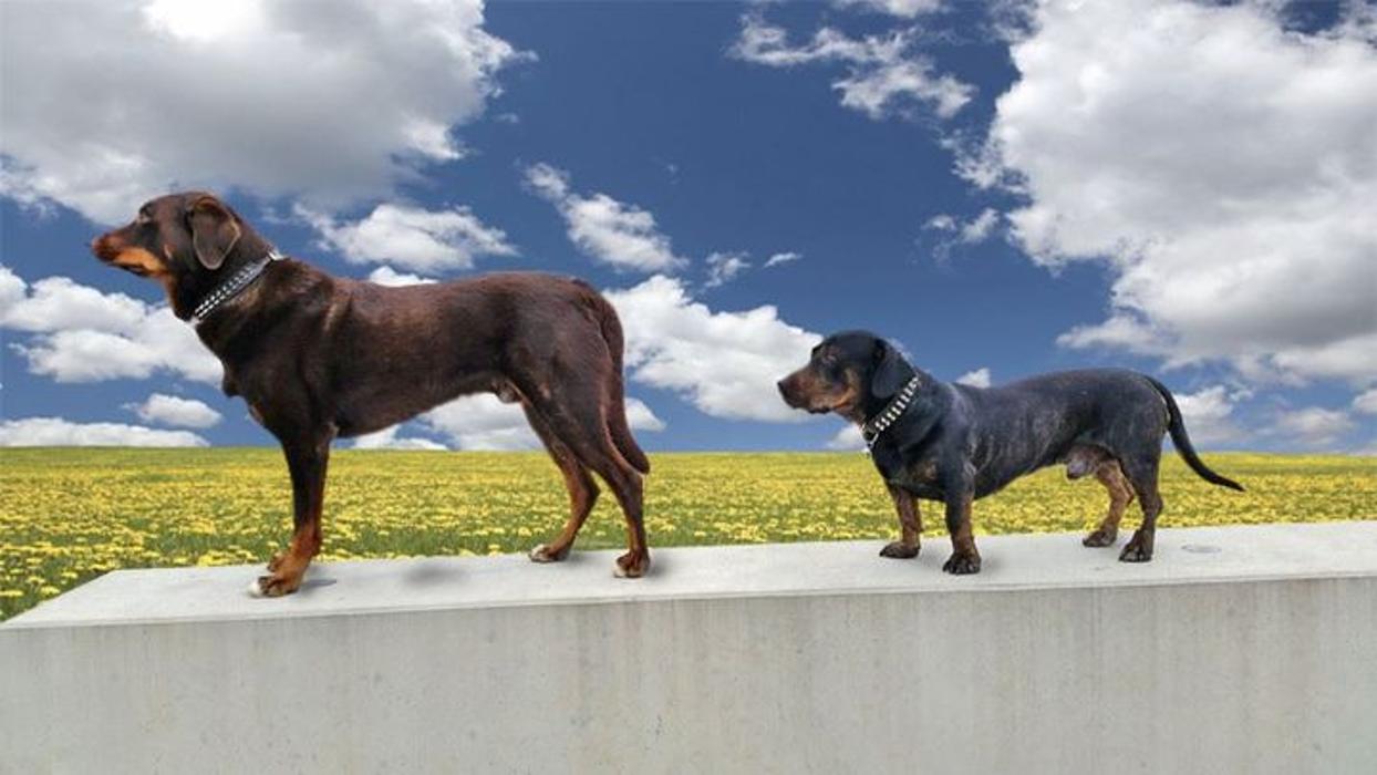 Dog's red line, Ulrichsberg in Schwabmünchen