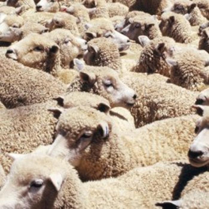 Mohr-Land Lammfellhandel in Bonn