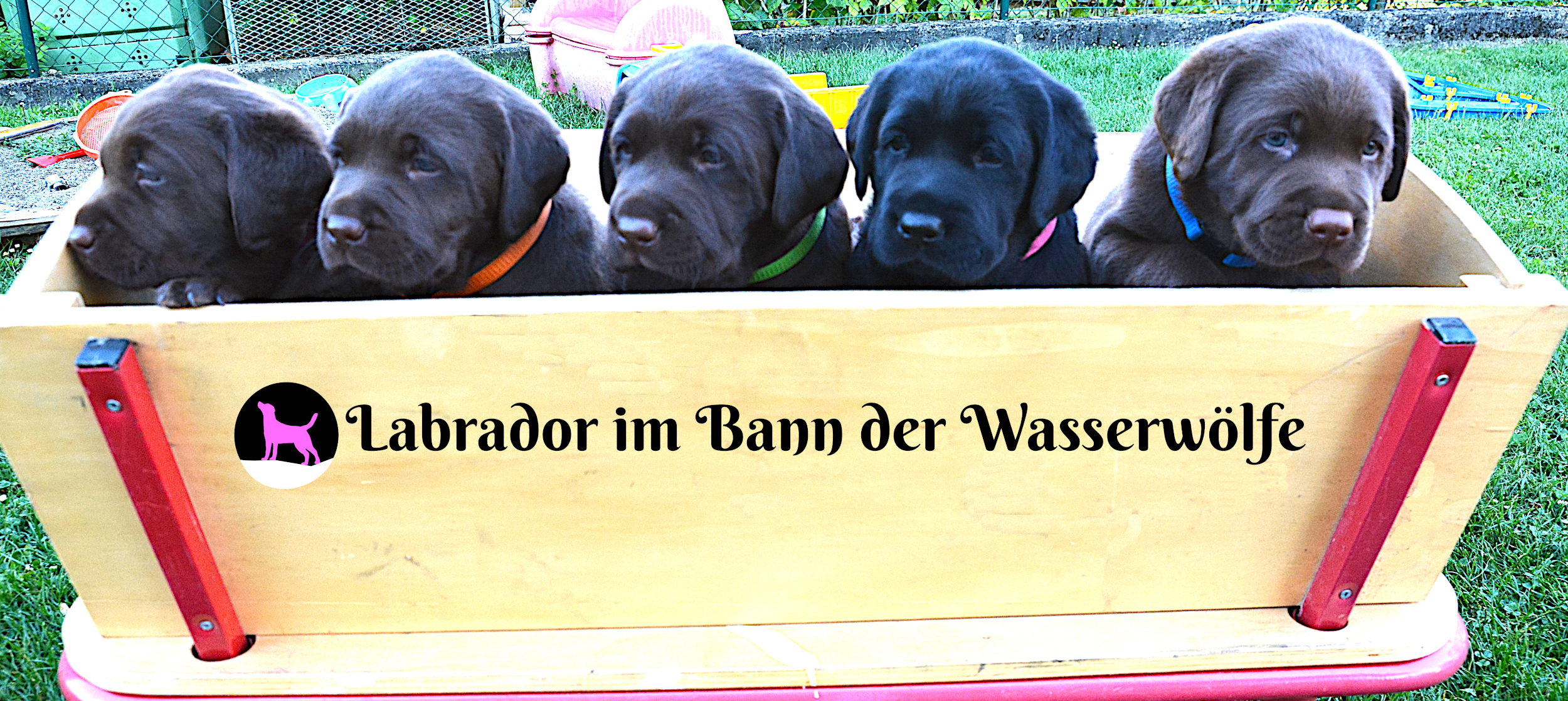 Galerie-Thumbnail