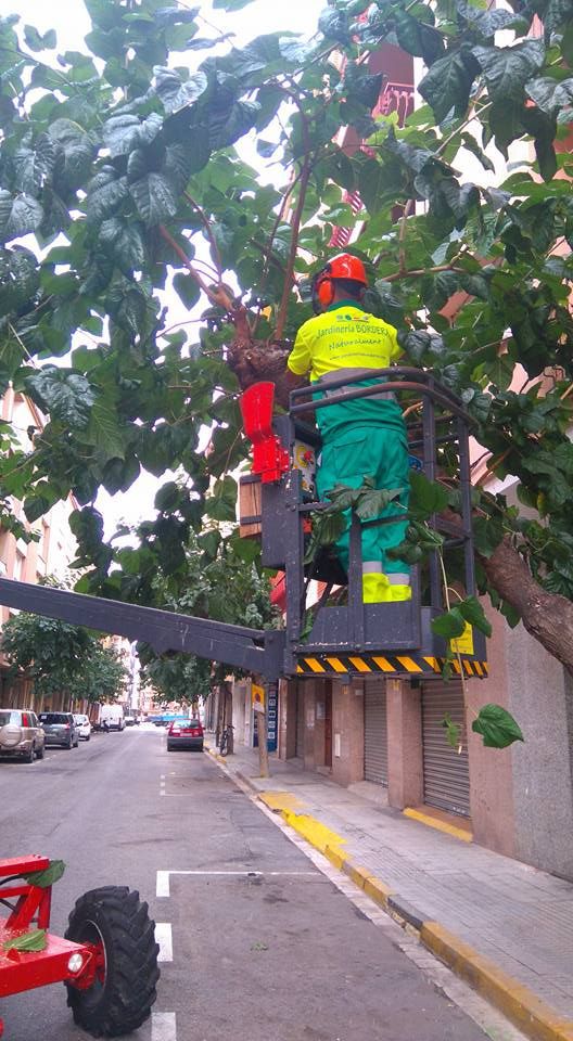 Galería en miniatura