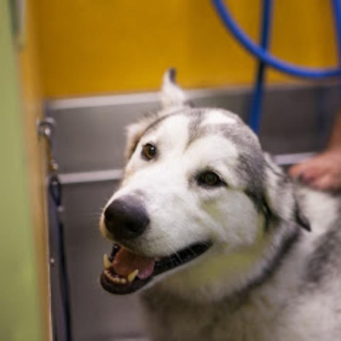 Wag N' Wash Natural Pet Food & Grooming - Phoenix, AZ