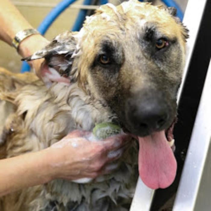 Wag N' Wash Natural Pet Food & Grooming - Phoenix, AZ