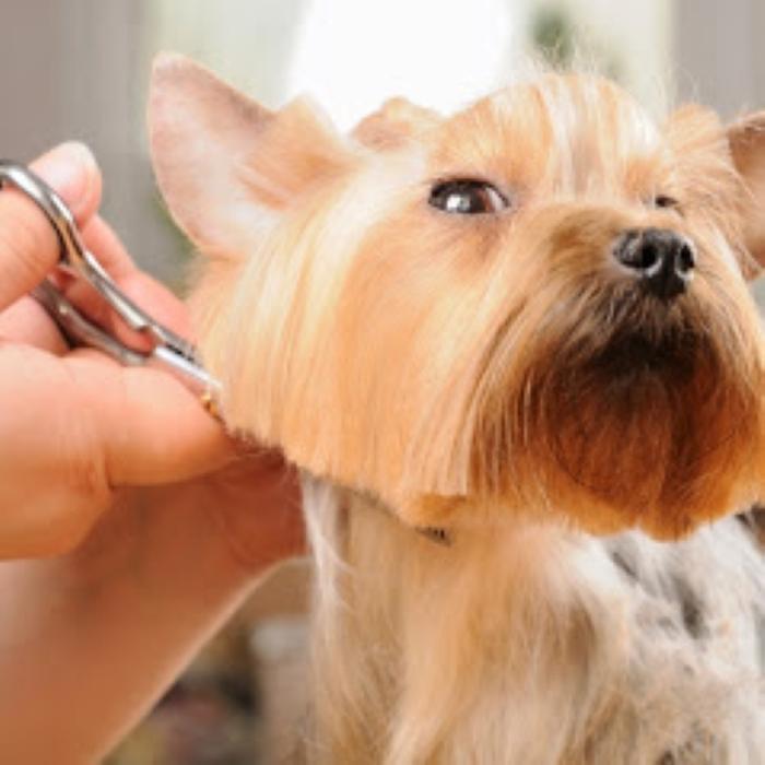 Wag N' Wash Natural Pet Food & Grooming - Phoenix, AZ