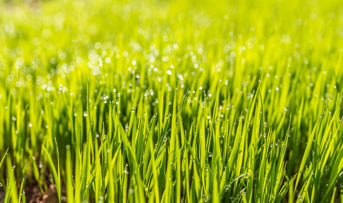 Gideon Lawn Care - Chicago, IL