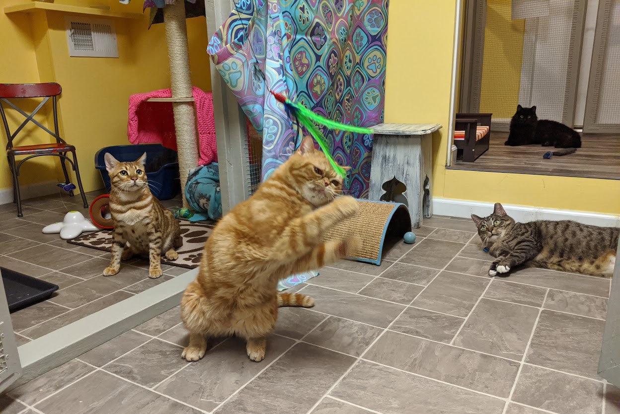 9 Lives Holistic Image