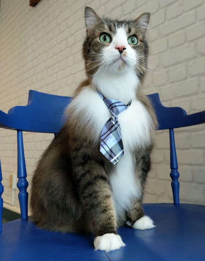 9 Lives Holistic Image