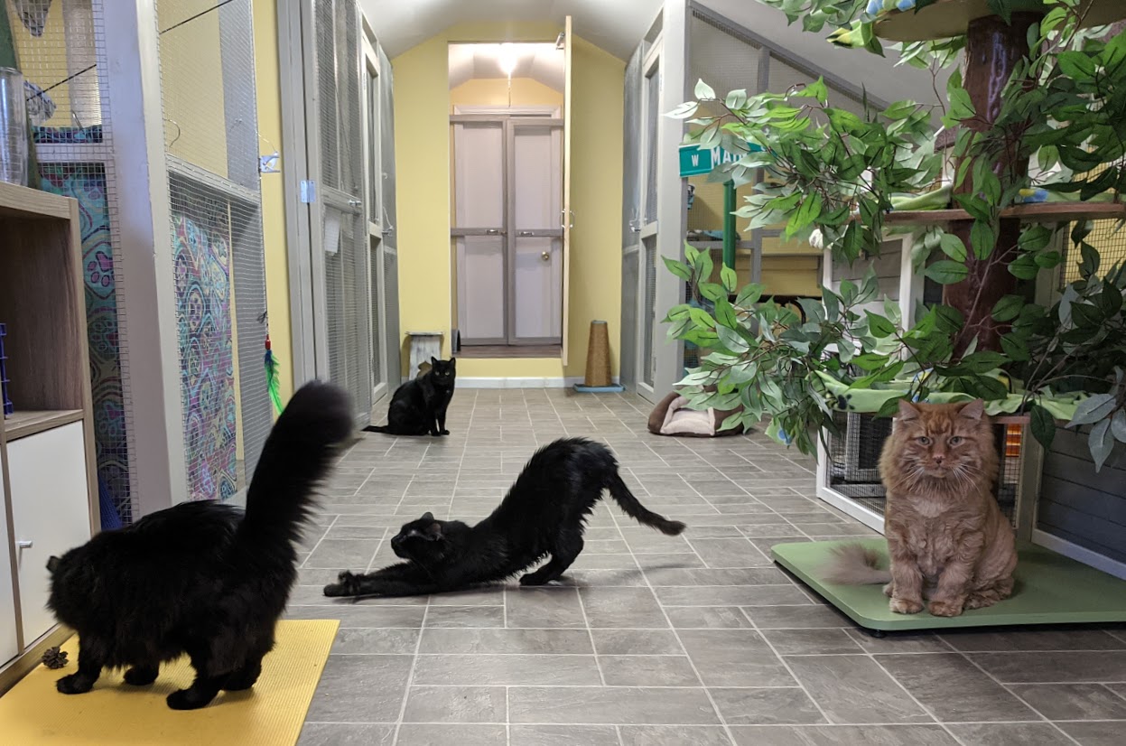 9 Lives Holistic Image