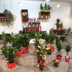 SARL Floréal fleuriste