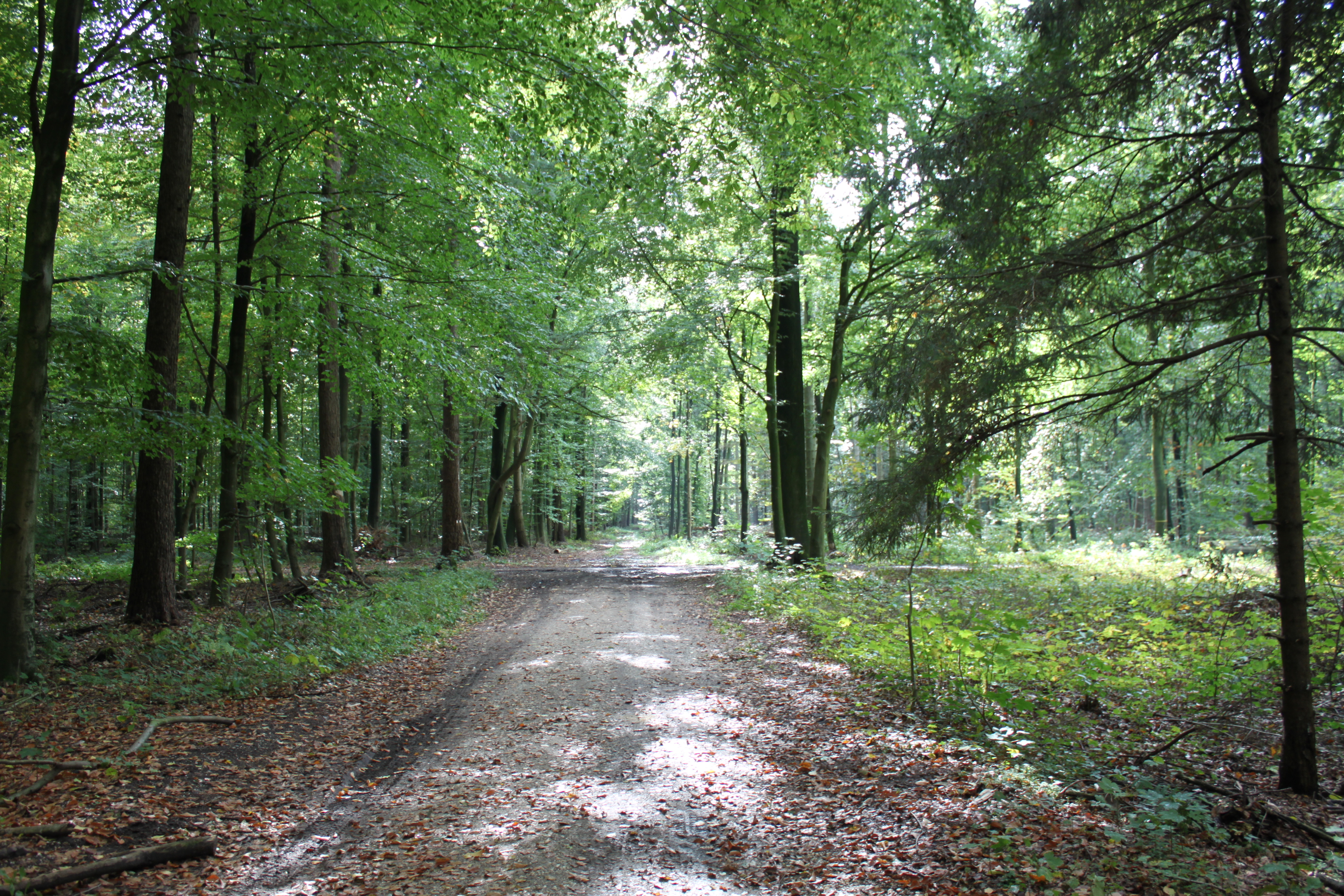 Galerie-Thumbnail
