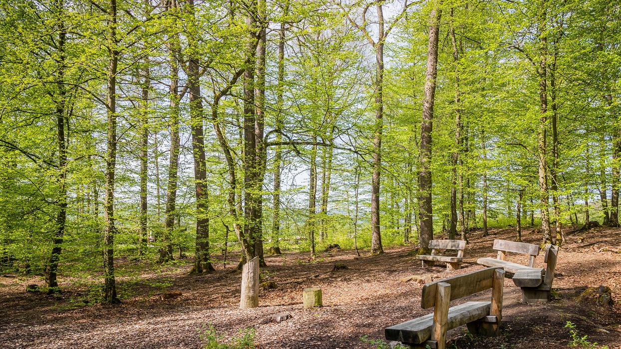 FriedWald Möhnesee, Arnsberger Straße in Möhnesee