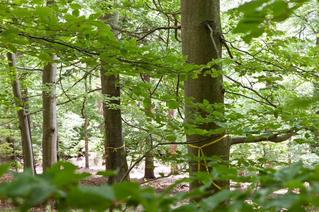 FriedWald Schöcklland, Meierhöfenstraße in Kumberg