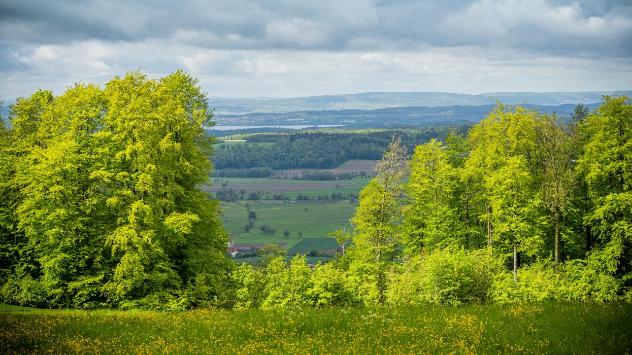 FriedWald Elisenruhe, Betenbrunner Straße in Heiligenberg