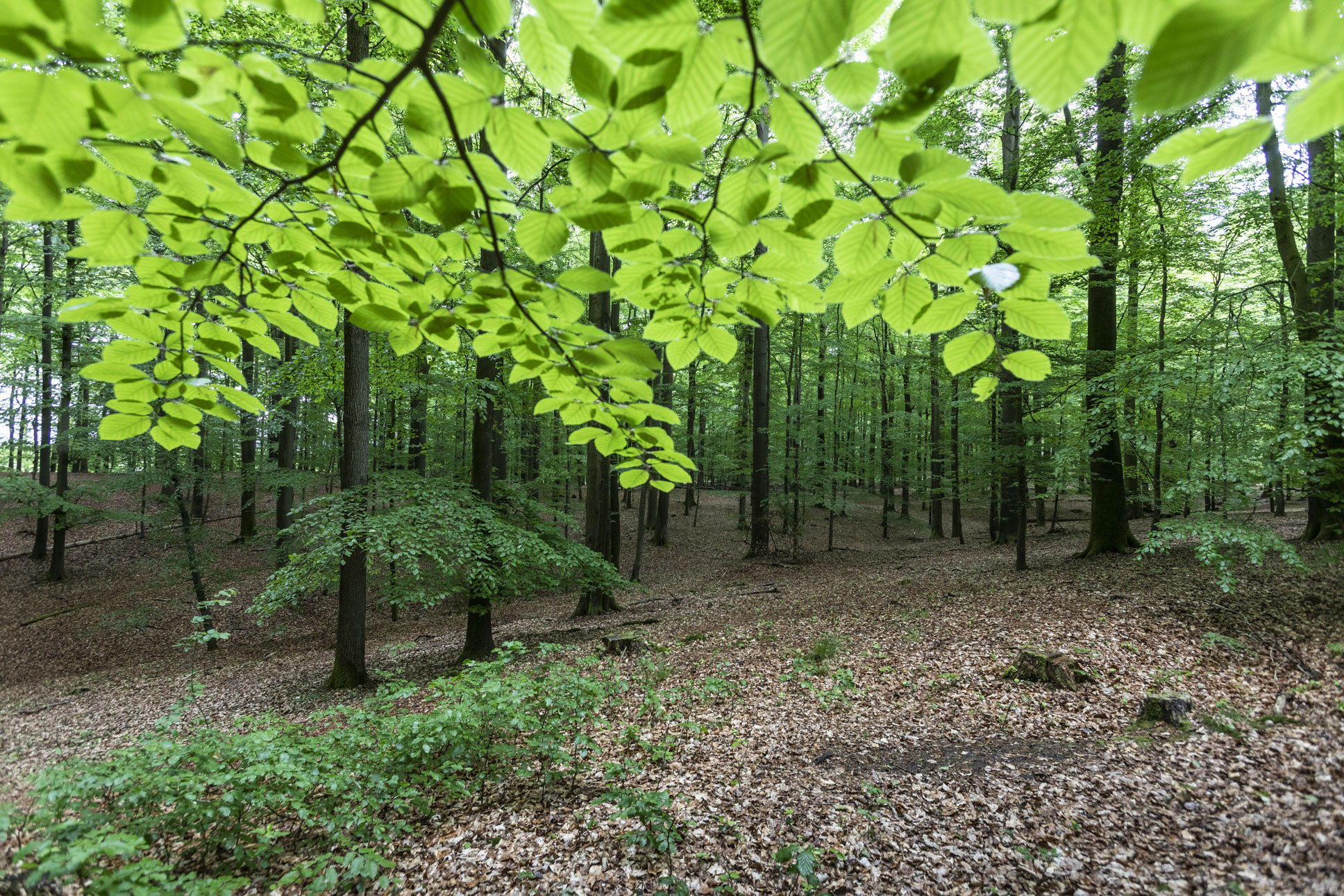 Galerie-Thumbnail