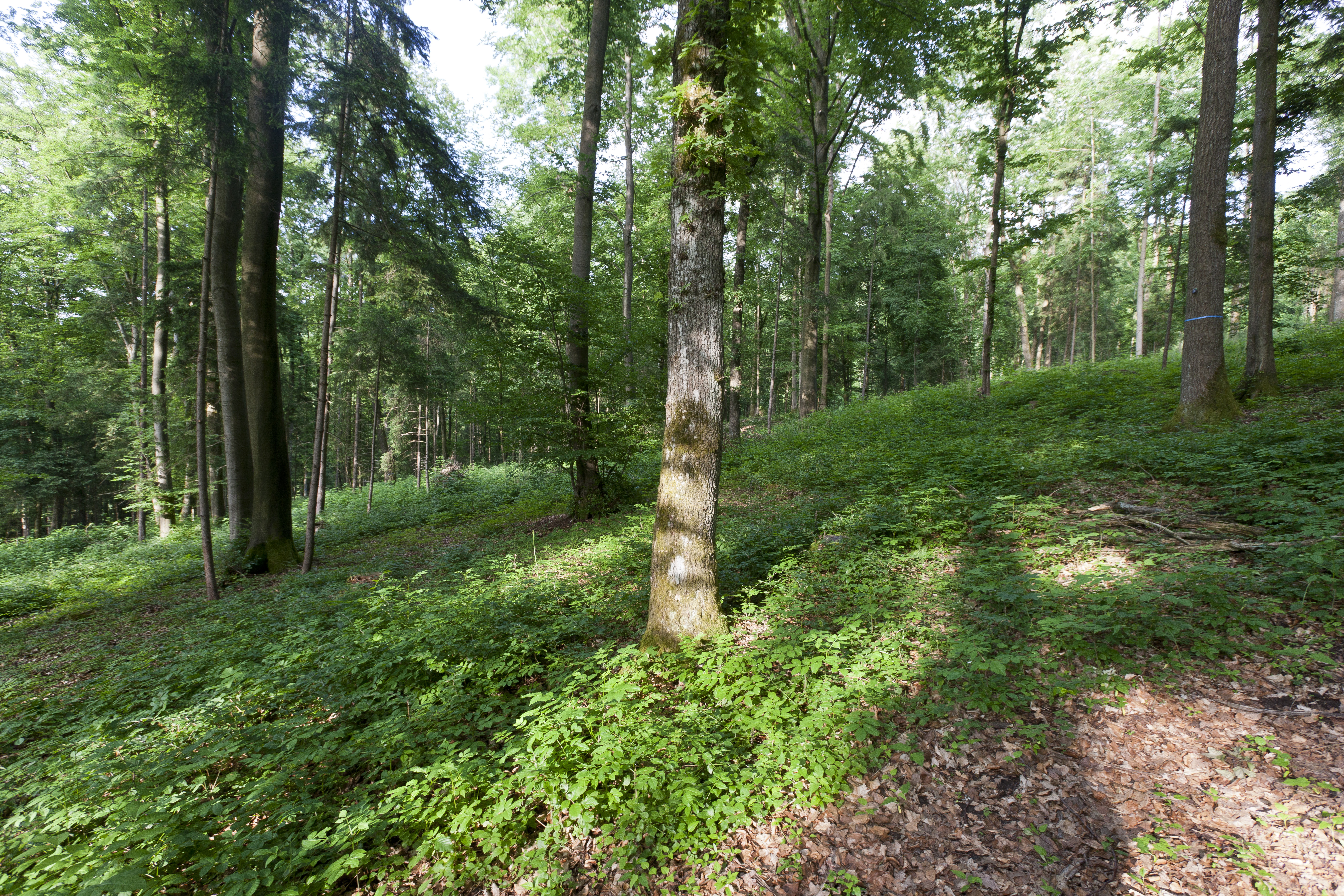 Galerie-Thumbnail