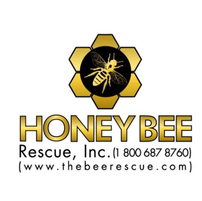 Honey Bee Rescue - Keller, TX