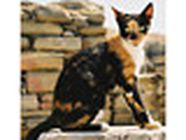 SELARL Veterinaire Caux Seine vétérinaire (matériel et fournitures)