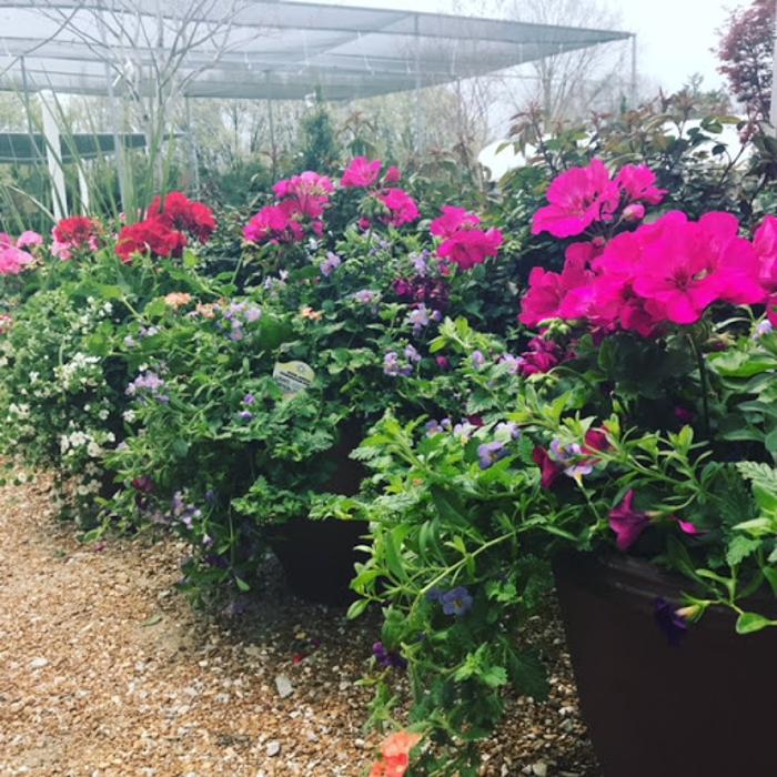 Passiglia's Nursery & Garden Center - Glencoe, MO