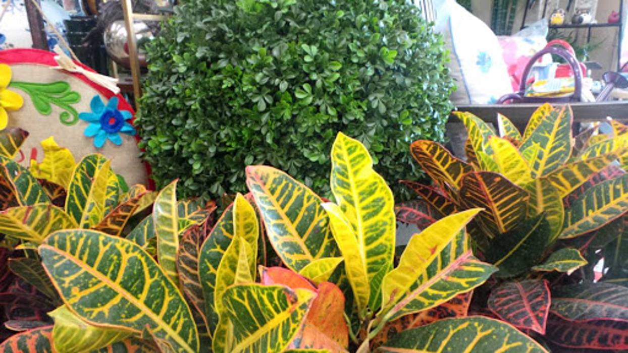 Passiglia's Nursery & Garden Center - Glencoe, MO