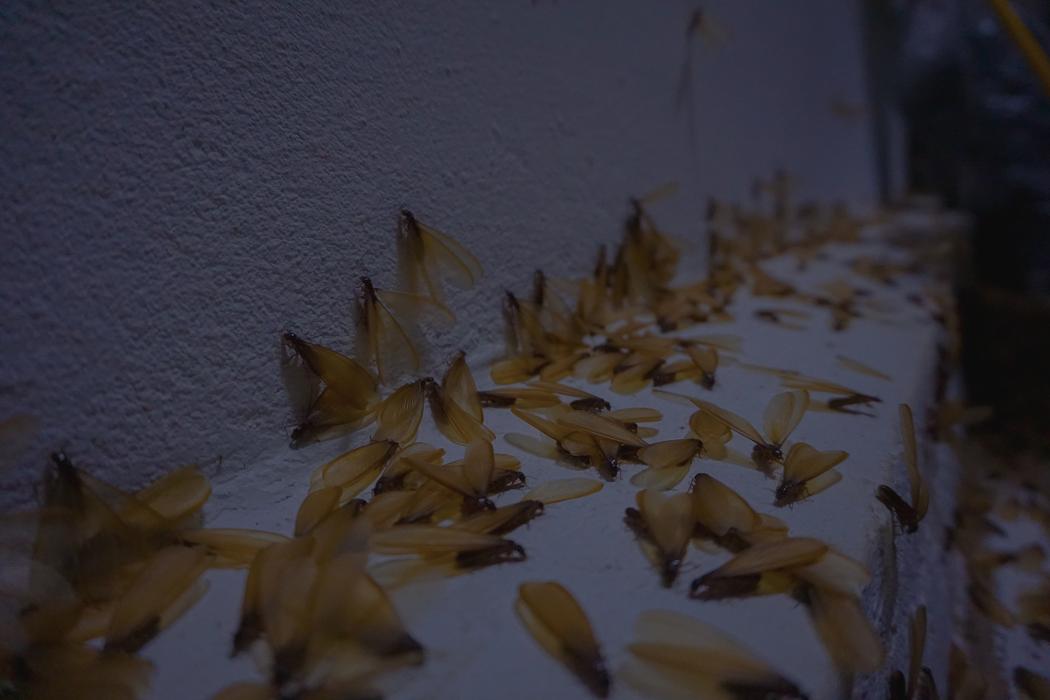 Exxel Termite Co. - Paramount, CA