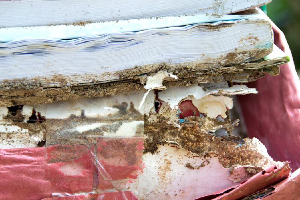 Exxel Termite Co. - Paramount, CA