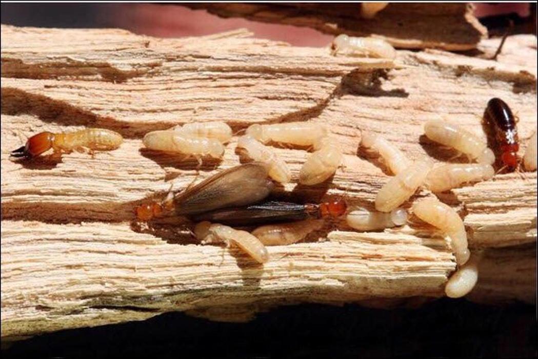 Exxel Termite Co. - Paramount, CA