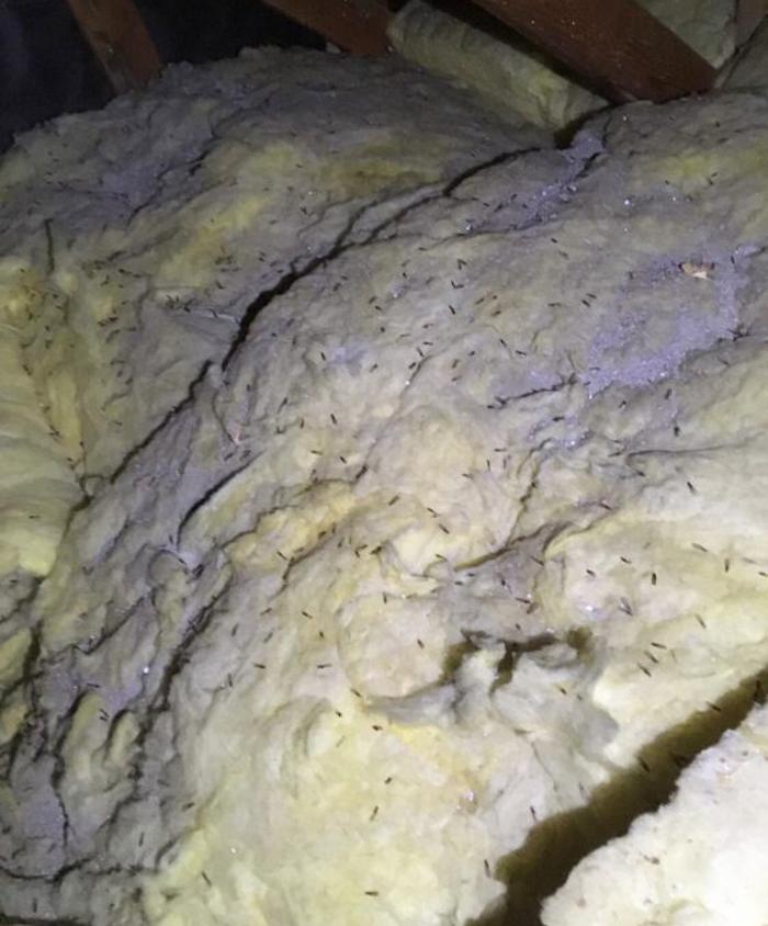 Exxel Termite Co. - Paramount, CA