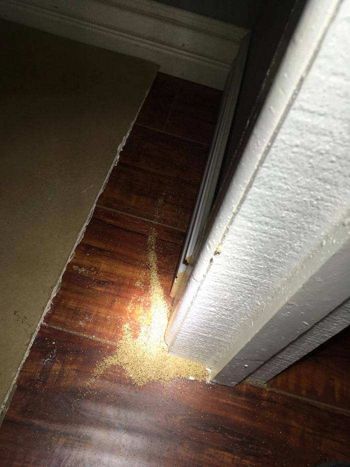 Exxel Termite Co. - Paramount, CA