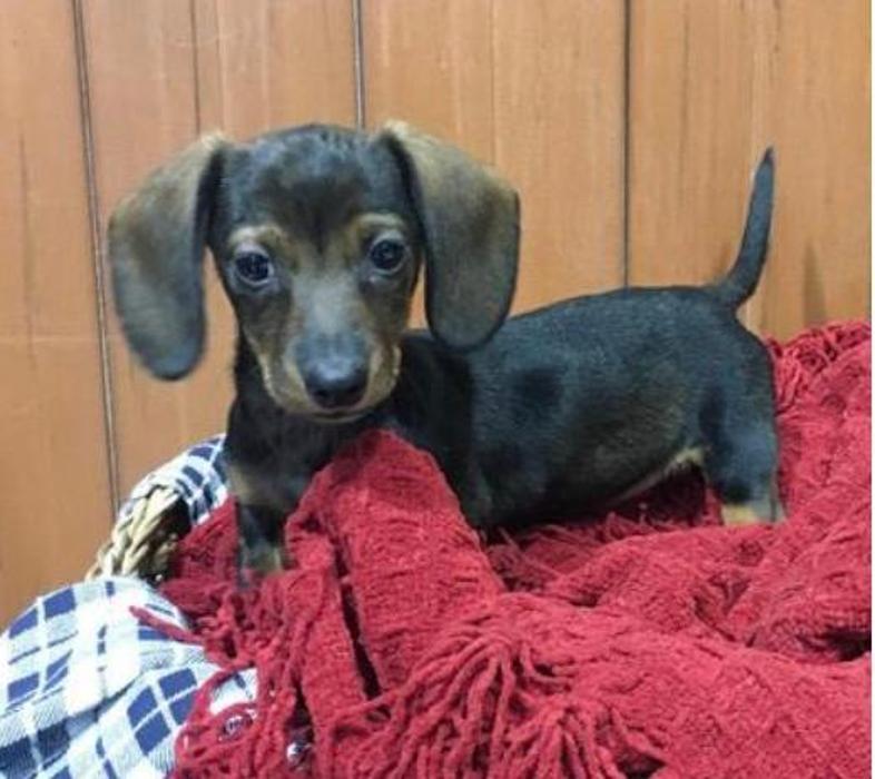 The Family Puppy of Fountain Walk - Novi, MI