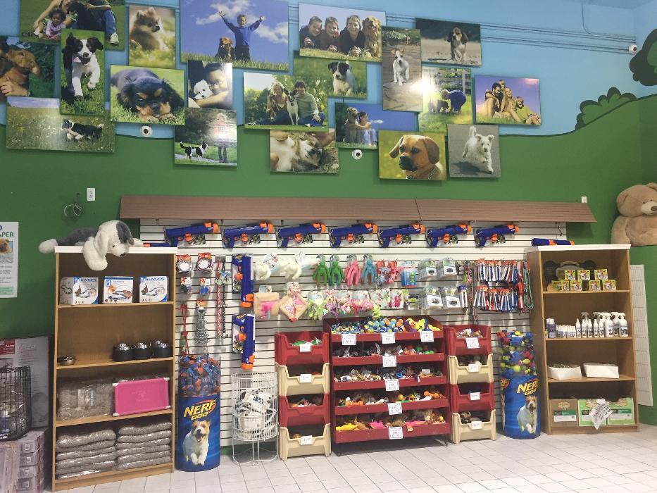 The Family Puppy of Oakland Mall - Troy, MI