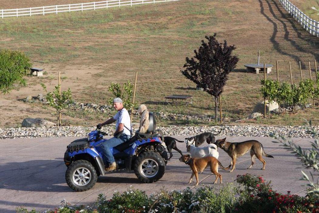 Dominant Dogs Training - Santa Monica, CA