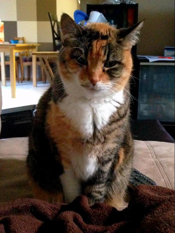 Edina Pet Hospital - Minneapolis, MN